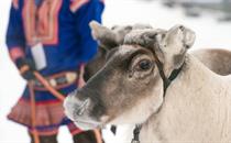 Sami Reindeer