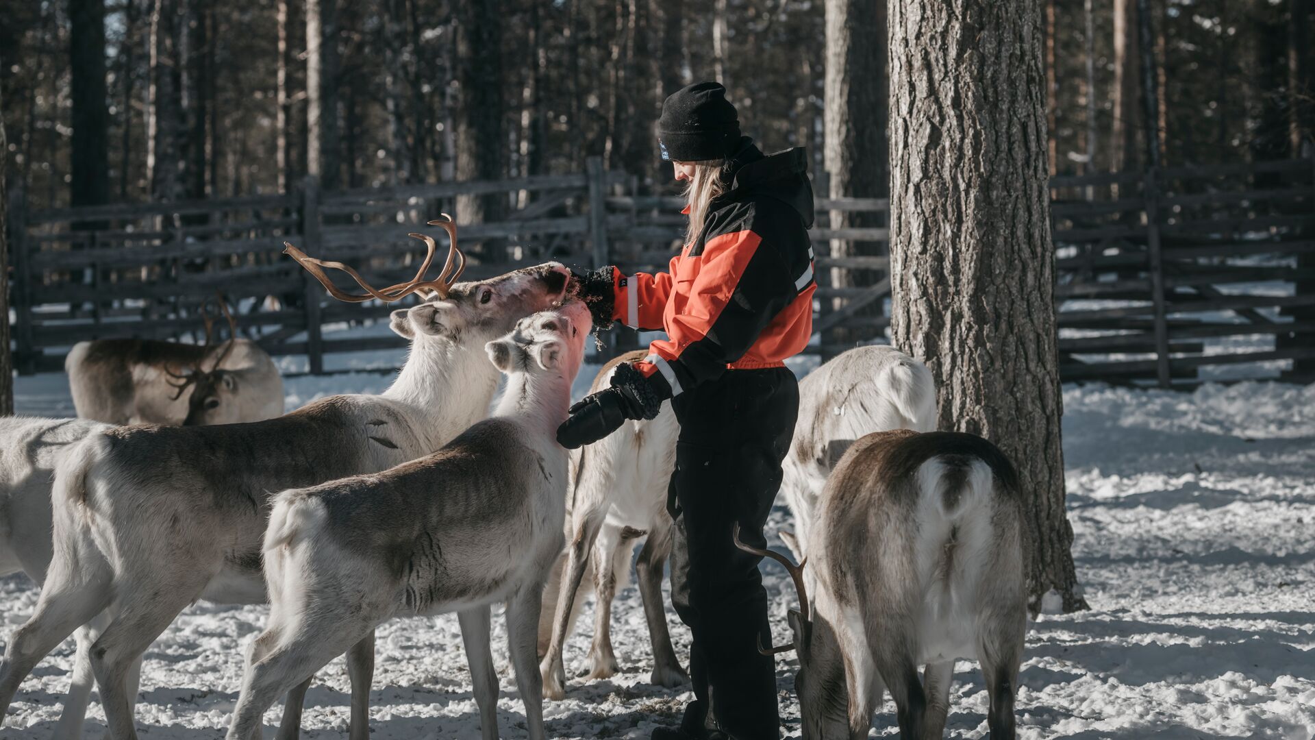 Reindeer farm ©Lapland Hotels