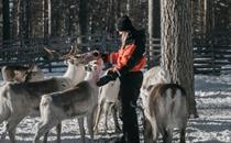 Reindeer farm ©Lapland Hotels